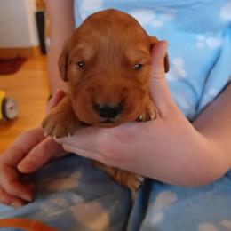 Orange - Dark golden male Golden Retriever puppy in Lanesboro, Minnesota from Eagle Ridge Golden Retrievers