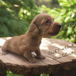 OTIS - Red male Dachshund puppy in Greenfield, Ohio from Buck Run Creek Dachshunds & Labradors