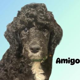 Amigo - Black male Poodle puppy in Baltimore, Maryland from Steinrock’s Standards