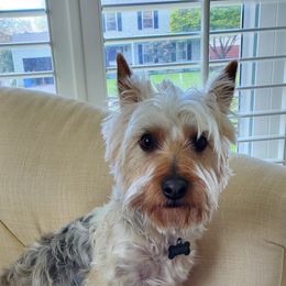 Brutis - Yorkshire Terrier