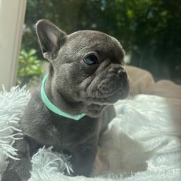 Vito - Blue male French Bulldog puppy in Salisbury, Maryland from 77 Frenchies Maryland