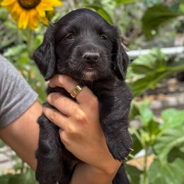 Buzz (AKC solid black) - Black male Dachshund puppy in Waddell, Arizona from Neu Doxies