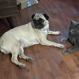 Pug All Grown Up from Wratchford Farms