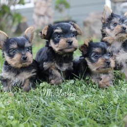 Yorkshire Terrier Puppies from Mr.Yorkie