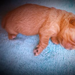 English Toy Spaniel Puppies from Skyline