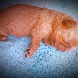English Toy Spaniel Puppies from Skyline
