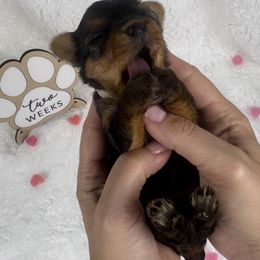 Pink - Blue and gold female Yorkshire Terrier puppy in The Bronx, New York from Teenie Sweeties Yorkies