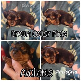 Yorkshire Terrier Puppies from Hip Hoppin Yorkies