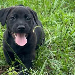 Tommy - Black male American Hunt Terrier puppy in Clearwater, Florida from Paradise Bay Hunt Terriers