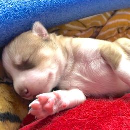 Siberian Husky Puppies from Mahavidya Siberians