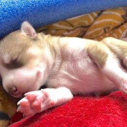 Siberian Husky Puppies from Mahavidya Siberians