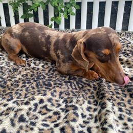 Eva - Dachshund