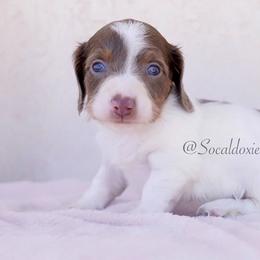 Slinky - Fawn (isabella) and tan male Dachshund puppy in Apple Valley, California from Socaldoxies