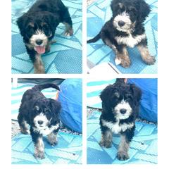 Storm - male Barbado da Terceira puppy in Myrtle Beach, South Carolina from Os Reis Barbado da Terceira and Runway Papillons