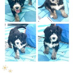 Storm - male Barbado da Terceira puppy in Myrtle Beach, South Carolina from Os Reis Barbado da Terceira and Runway Papillons