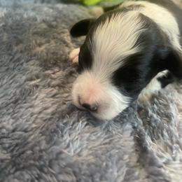 Black White Male - Black and white male Aussiedoodle puppy in Bee Branch, Arkansas from Scroggins Creek Doodles