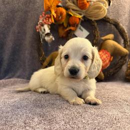 Hero (3500) - Cream male Dachshund puppy in Hensley, Arkansas from The Dachshund Barn