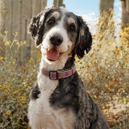 Haven - Bernedoodle