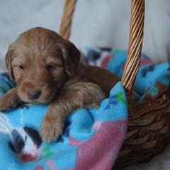 Goldendoodle Puppies from MissPatsDoodles