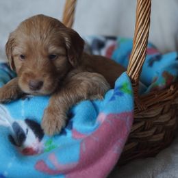 Goldendoodle Puppies from MissPatsDoodles