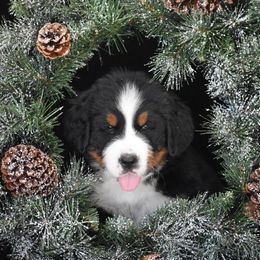 Bernese Mountain Dog Puppies from Brookwood Bernese Mountain Dogs