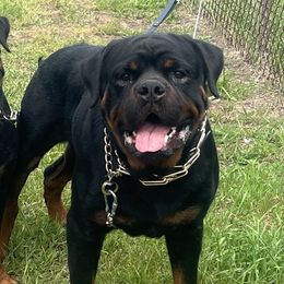Rottweilers from Vom Haus Huff Rottweiler’s