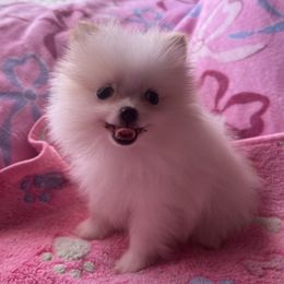 Girl 5 (Pink for breeder's use only)) - Cream parti female Pomeranian puppy in Lookout, West Virginia from Ashley Miller's Pomeranians