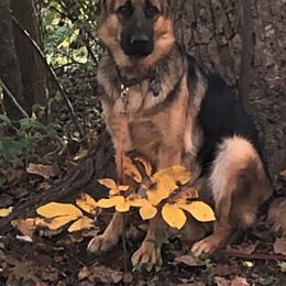 German Shepherd All Grown Up from Hidden Brook GSD