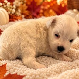 Elmo - Wheaten male Miniature Schnauzer puppy in San Augustine, Texas from My Little Schnauzer Pals