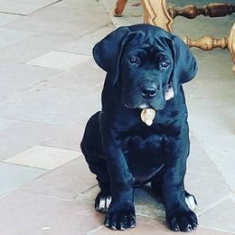 Cane Corso Puppies from Earth and Ship Cane Corso