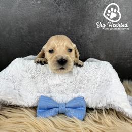 Max - Cream male Goldendoodle puppy in Utah County, Utah from Big Hearted Breeders