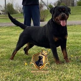 Adira - Rottweiler