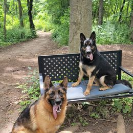 German Shepherds from Karriage Haus Kennels