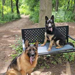 German Shepherds from Karriage Haus Kennels
