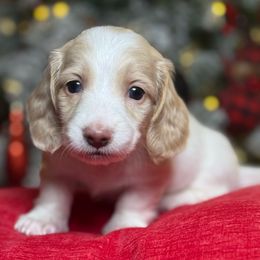 Boy 3 - Piebald male Dachshund puppy in Waycross, Georgia from Camie's Dachshunds