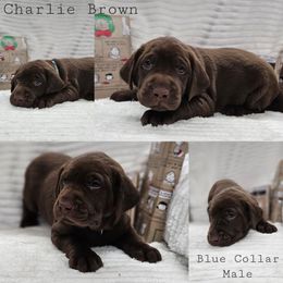 Charlie Brown - Chocolate male Labrador Retriever puppy in Boyd, Minnesota from Lindley Labradors