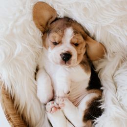 Beagles, Great Danes, and Pugs from Folklore Kennel