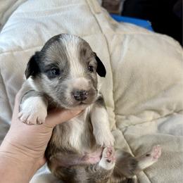 Brindle merle boy - Brindle merle and white male Cardigan Welsh Corgi puppy in Clinton, Tennessee from High Hopes Farm
