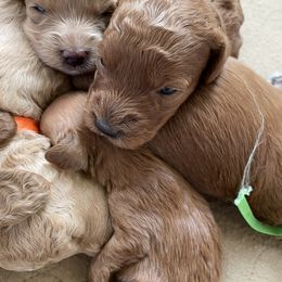 Goldendoodle Puppies from Angel’s Goldendoodle Pups