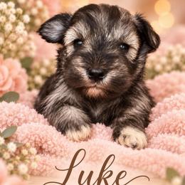Luke - Salt and pepper male Miniature Schnauzer puppy in Hull, Georgia from Ardent Miniature Schnauzers of Athens