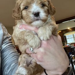 Cavapoo Puppies from Wednesday & Co