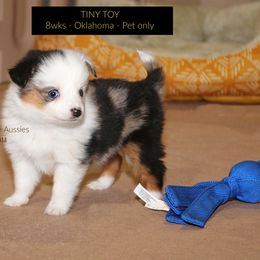 Miniature Australian Shepherd Puppies from Parsons Place Aussies
