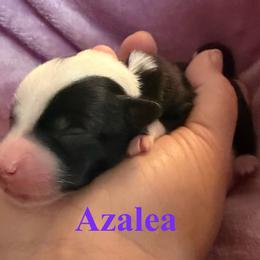 Azalea - Black and white female Chinese Crested puppy in Sweet Home, Oregon from Rhapsody Poodles & Cresteds