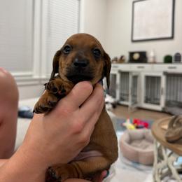 Peanut - Sable male Dachshund puppy in Pea Ridge, Arkansas from Cotton Patch Ridge