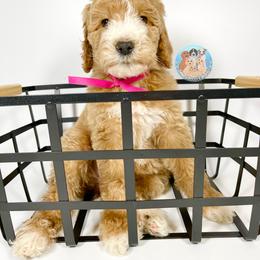 Aussiedoodle and Goldendoodle Puppies from Dandy Doodle Ranch