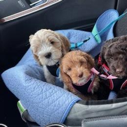 Australian Labradoodle Puppies from Blue Line Doodles of Arizona