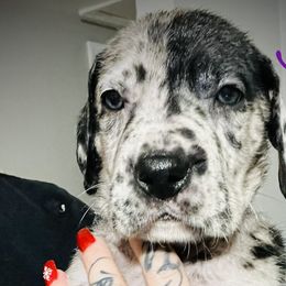 Stormy - Great Dane puppy in Richmond, Texas from Ashli’s Great Danes
