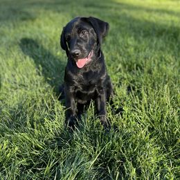 Labrador Retriever Puppies from Wings of Freedom Retrievers
