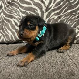 Porter - Black and rust male Miniature Pinscher puppy in Lancaster, Missouri from White Stone Ranch