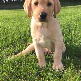 Labrador Retriever Puppies from Harvest Moon Farm